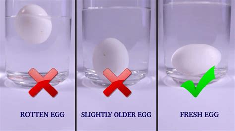 egg float test results